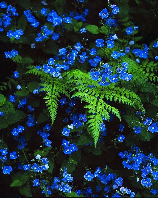 Blue veronica with ferns