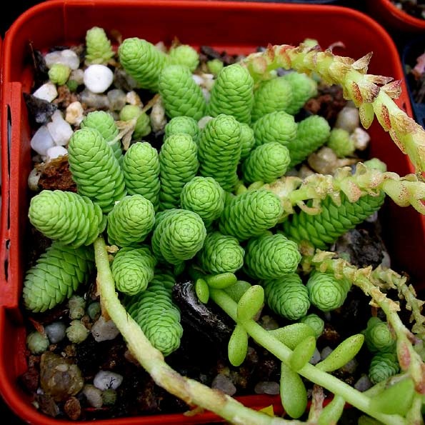 Sedum greggii