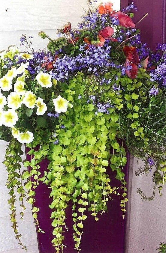 Container Garden ideas