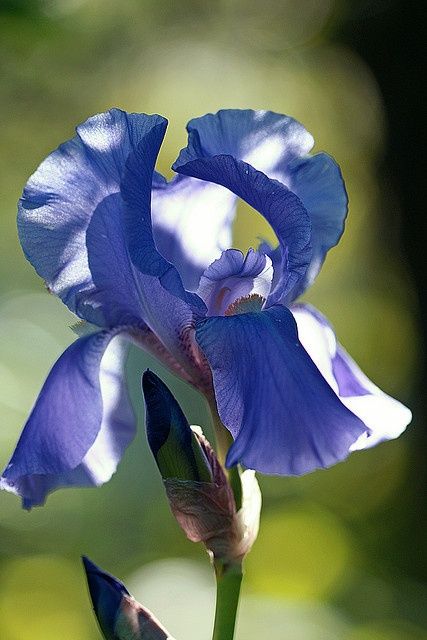 Afternoon delight , Iris !!!