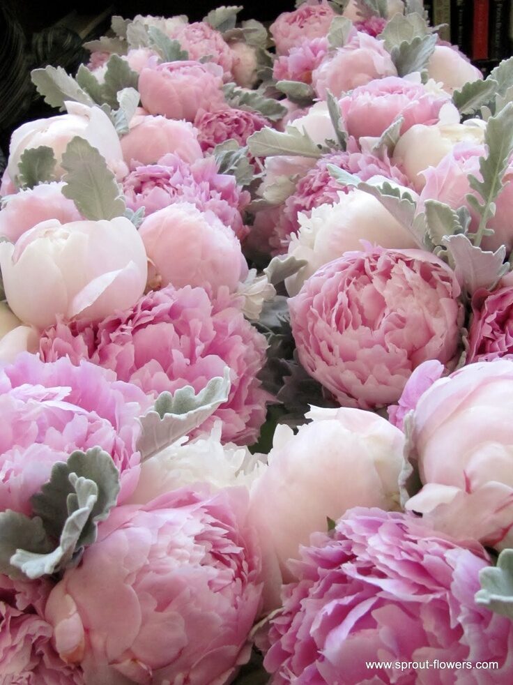 peonies with lamb’s ear foliage