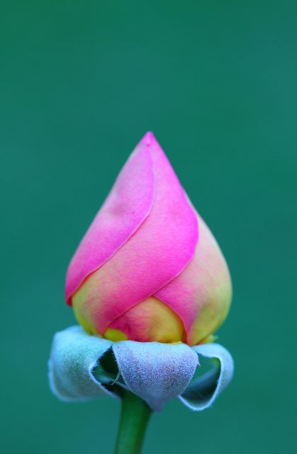 ~~Moscow Rose by Pink Sherbet Photography~~