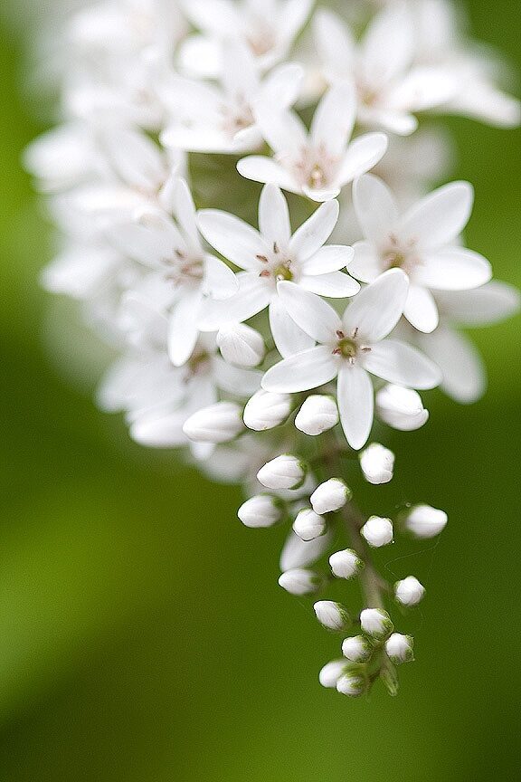 Beautiful white blossoms. Photographer ( taryntella2) not certain what they are, though. : (