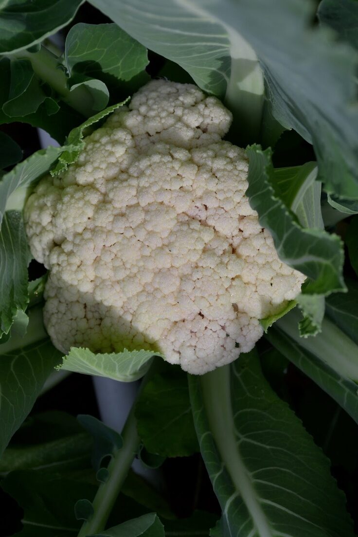How to grow cauliflower (plus a recipe!)