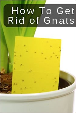 Make your own sticky trap by smearing bright yellow index cards with Vaseline or Honey. Tape the card to a straw or chopstick and stick into the soil. Voila!