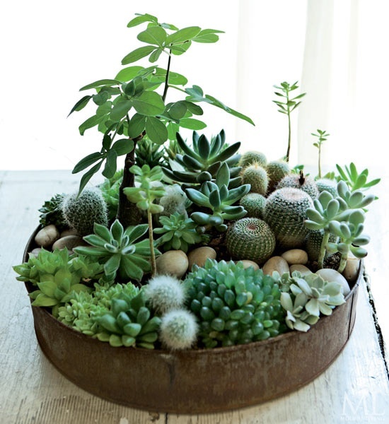 Succulent garden //