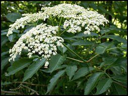 “Your Medicinal Garden: Ten Herbs to Plant This Spring”