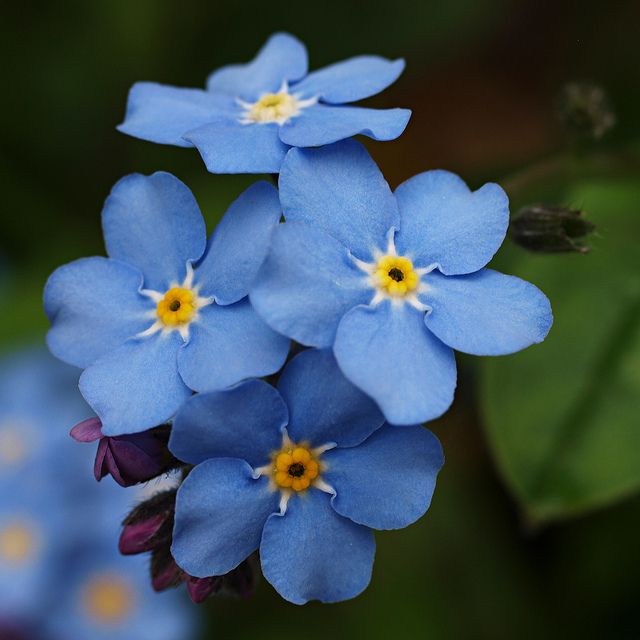 Forget Me Not  flower blue garden