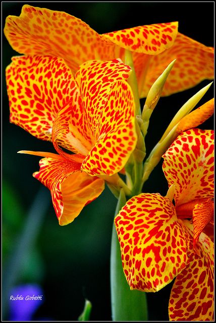 Canna Lily