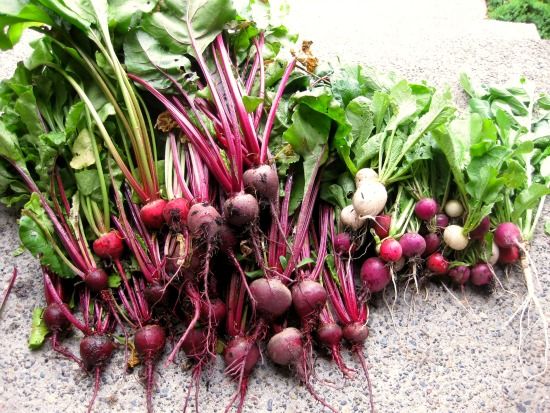How to grow beets