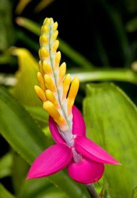 Bromelia