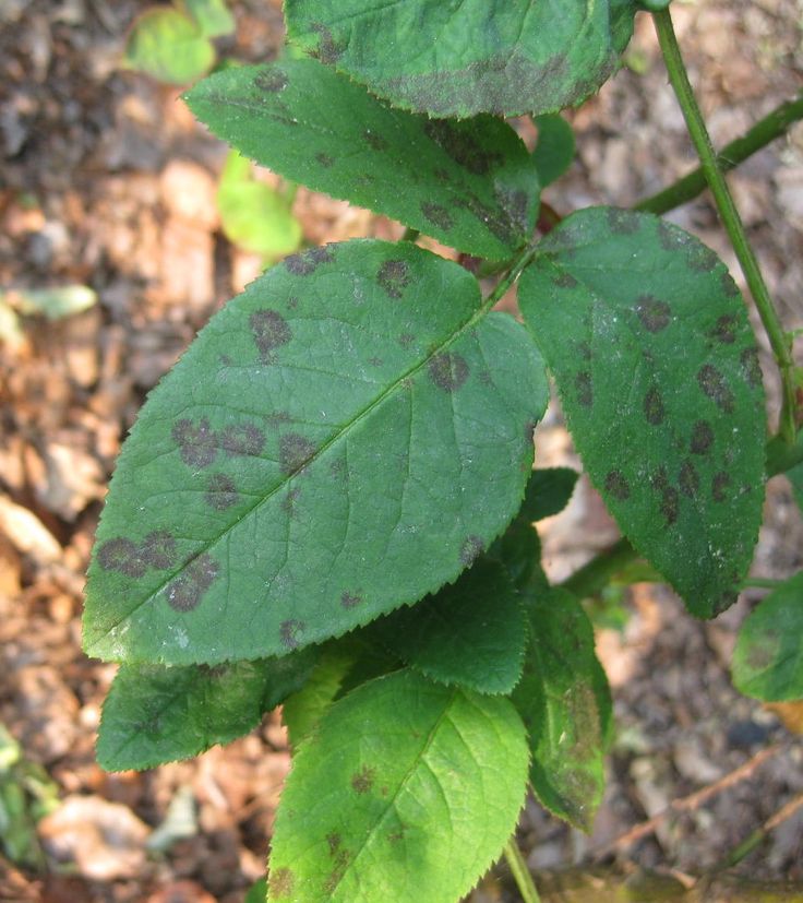 “According to author and horticultural professor Jeff Gillman, who has conducted extensive research on blackspot remedies, a spray composed of one part milk and two parts water is the best answer to the disease. He says this simple solution, if applied weekly, will control blackspot as well as any synthetic fungicide, including Chlorotalonil.”