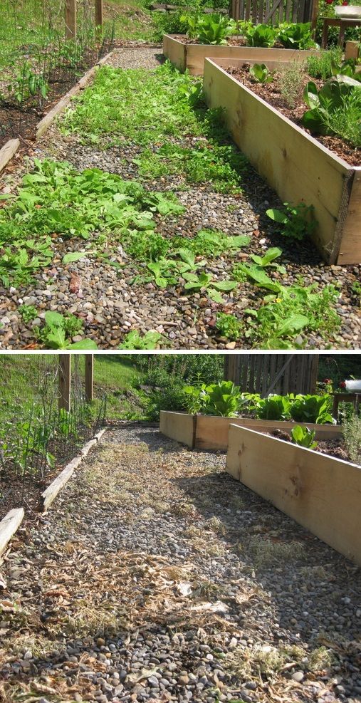 “Spray your weeds with diluted vinegar…not only will it kill them, but the plants and soil love it. Read how here, and see the before and after pictures. I just learned about this in my winter gardening class the other day and the teacher has done it for years.”
