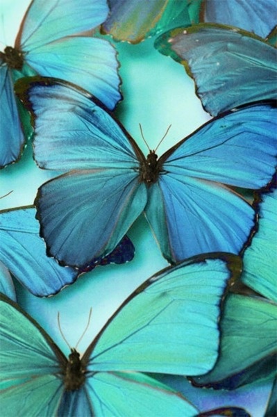 Amazing blue Butterflies      instant follow backk! xoo!
