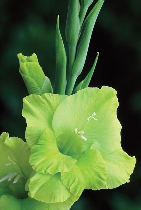 Gladiolus ‘Green Star’