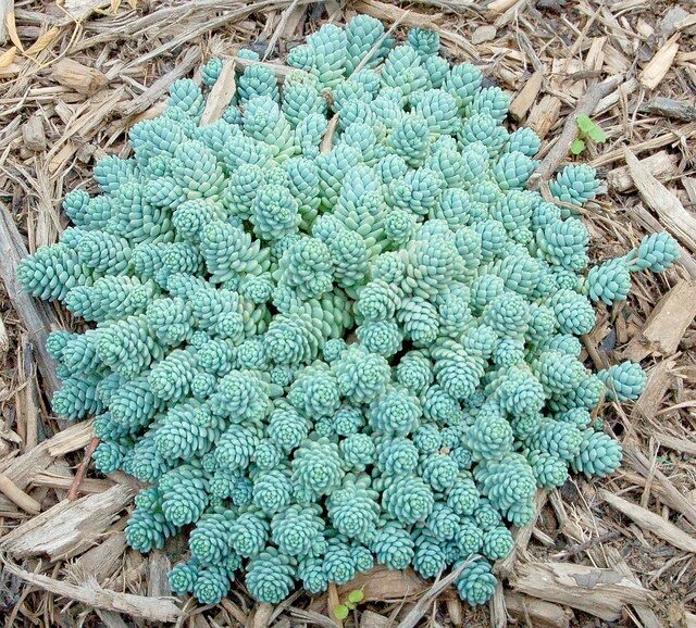 Blue Tears Sedum