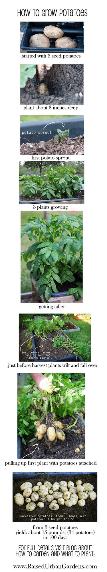 how to grow potatoes, blog about how to garden
