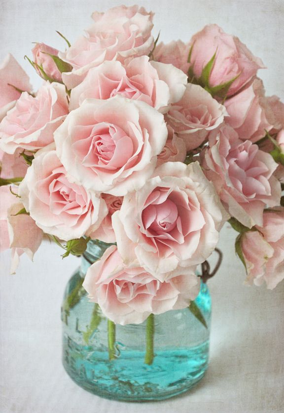 Three Dog in a Garden Blog ~ Pink Roses.