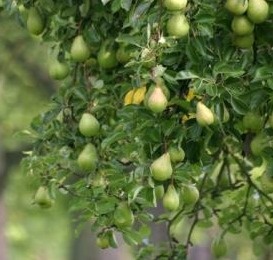 Starting an Orchard: Apples, Cherries, Peaches, Plums and Pears. /Motherearthnews