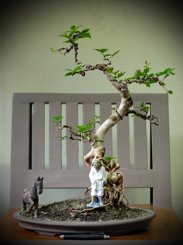 Thanks nature’s Hobby : Bonsai บอนไซ shohin mame miniature