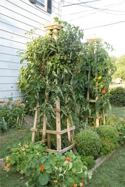 Build a Super-Sturdy Tomato Tower: Vertical Gardening | Organic Gardening