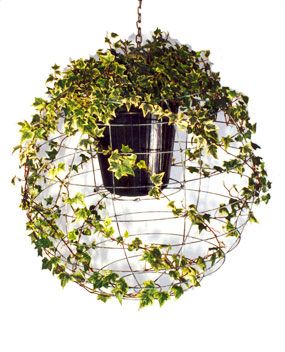 Brilliant! Use the frame from an inexpensive paper lantern. Your ivy will grow around it. Fun for indoors or outdoors.