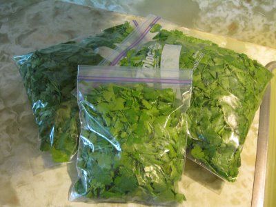 Harvesting and Preserving Cilantro…works for basil too