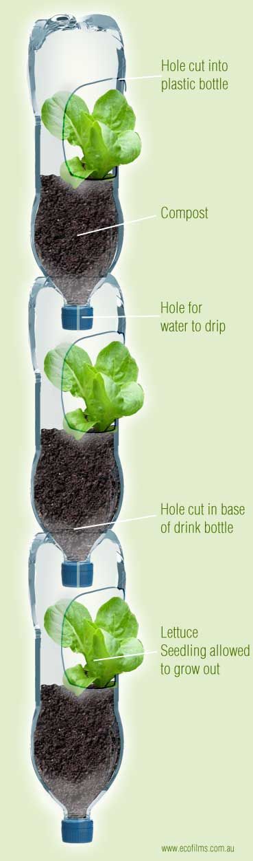 All you need is a small amount of vertical space around a balcony or an open window which can hang or store a vertical array of drink bottles that can grow all your herbs and lettuce easily. Recycle as many of your plastic drink containers. Make sure they are roughly the same size. Remove the labels. The larger 2 litre soft drink containers are ideal.