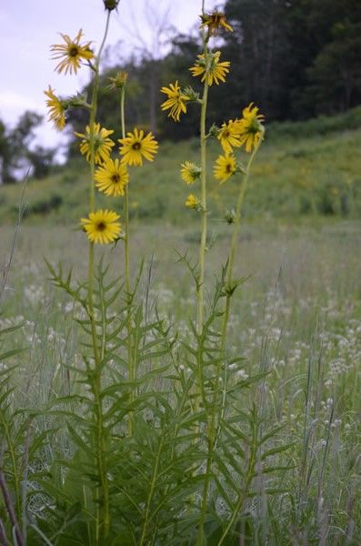 Silphium laciniatum (Compass Plant)