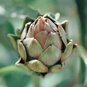 How to Grow Artichokes