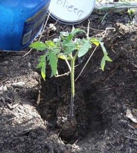 Homemade Monster Tomato Fertilizer Recipe.     2-3 dozen clean crushed egg shells,  2 cups bone meal,  1/2 cup Epsom salts, 14 crushed aspirin (a natural rooting hormone!)