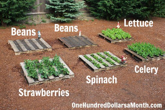 DIY Wood Pallet Gardens