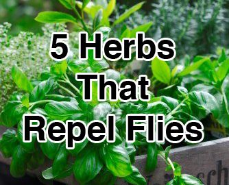 5 Herbs That Repel Flies