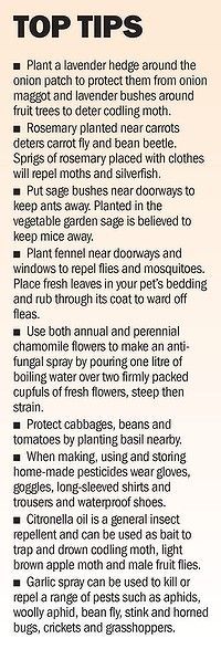 Great tips for keeping all different kind of bugs away from your garden or house.