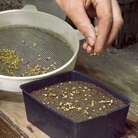 all about starting seeds