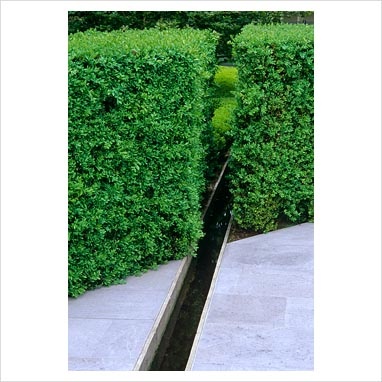cut hedge and rill