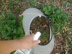 2 c vinegar, 1T liquid soap, 1Tsalt?.will kill anything! DO NOT USE ROUNDUP.