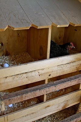 Poultry Basics: Shelter, Roosts, and Nesting Boxes