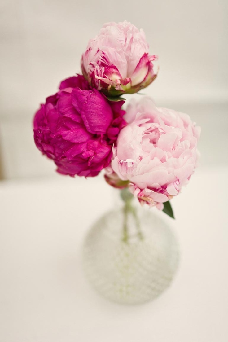 peony