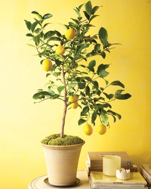 How to grow lemon trees from seeds indoors