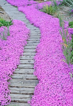 Mhairi says: “my 2nd fave coastal plant – is there anything similar that would like my soggy soil?”   Made my heart stop! Pathway of creeping phlox aka thrift