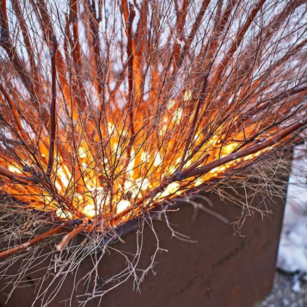 Bare branches in lights christmas fire