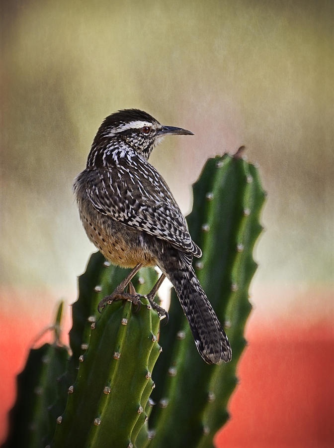The cactus wren is the largest wren in the United States, at 8 1/2 inches. The brown-backed bird has a conspicuous long, white eye stripe and a heavily spotted breast. It is a common bird among thorny shrubs and cholla cactus in deserts and arid hillsides in the Southwest. This bird is also found in shade trees and open mesquite close to human habitation.