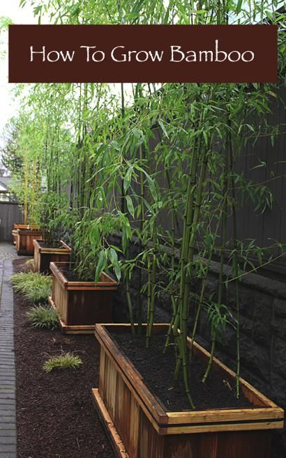 How To Grow Bamboo