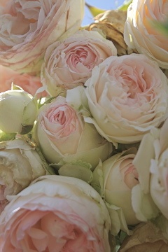 Heirloom roses