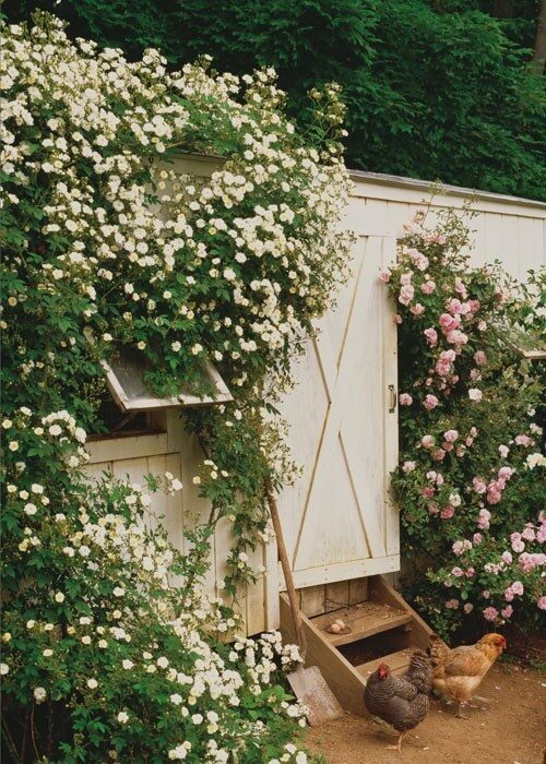 Climbing Roses