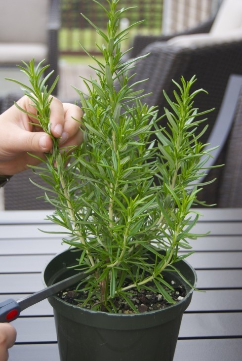How to propagate rosemary and lavender