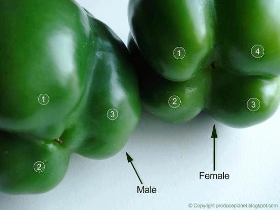 Didn’t know! Flip the bell peppers over to check their gender. The ones with four bumps are female and those with three bumps are male. The female peppers are full of seeds, but sweeter and better for eating raw and the males are better for cooking. Very interesting!