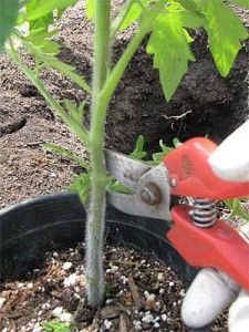 How to Prune Tomato Plants | Veggie Gardener