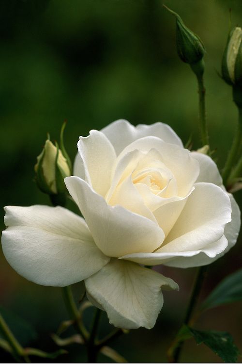 ‘Iceberg’ Rose